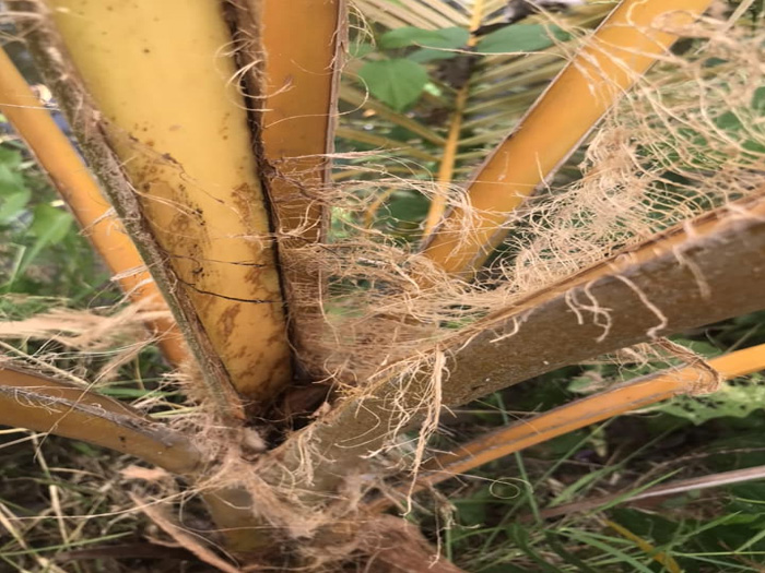 Bệnh thối đọt dừa là gì và dấu hiệu nhận biết sớm