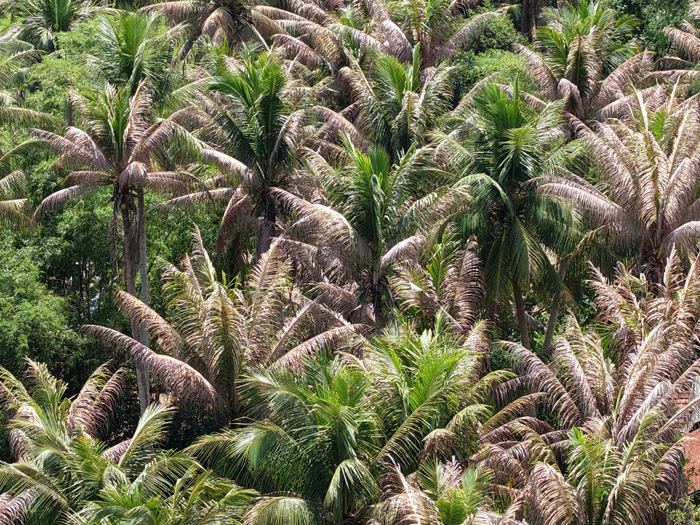 Cách trị thối đọt dừa hiệu quả theo từng mức độ bệnh