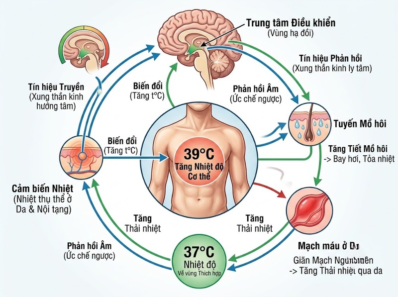 Cân bằng nội môi và cơ chế điều chỉnh giúp các điều kiện bên trong ổn định