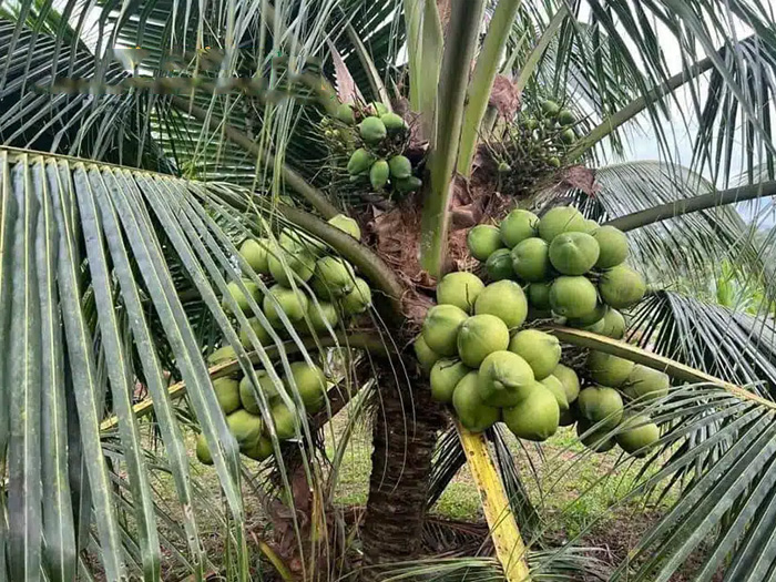 Cây dừa là gì? Đặc điểm, các loại dừa và cách trồng nhanh ra trái