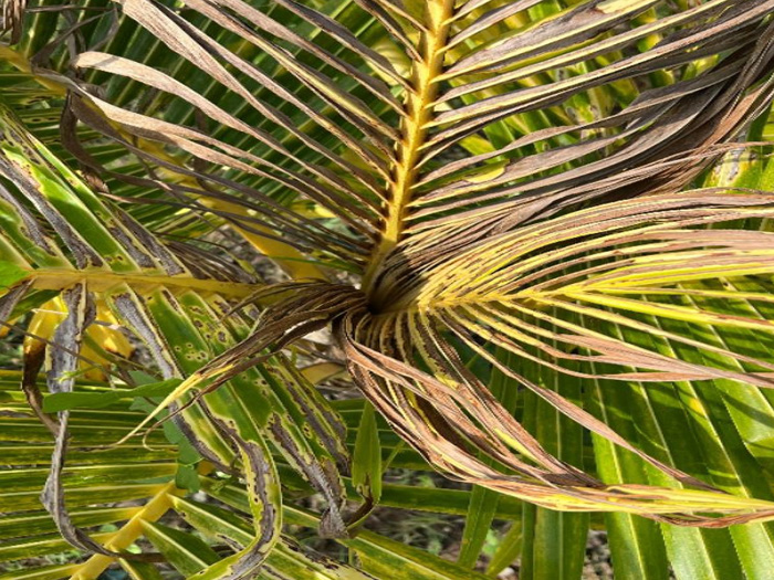 Cây dừa bị cháy đọt lá non có liên quan bệnh thối đọt không?