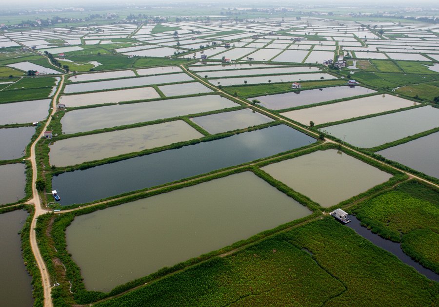 Chi phí nuôi cá rô đầu nhím trung bình 1 vụ và các khoản phát sinh