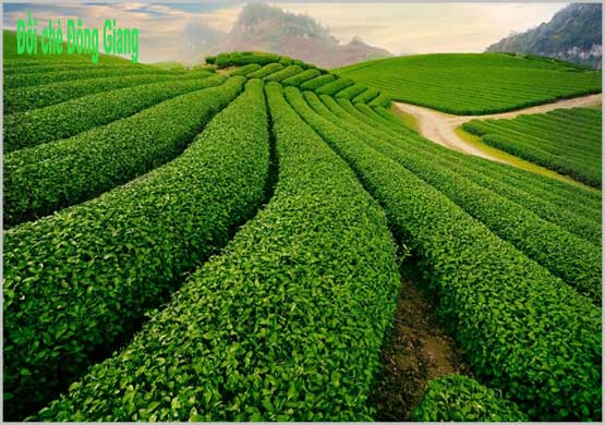 Thuê xe ô tô tự lái giá rẻ đi du lịch Quảng Nam tại sao không?