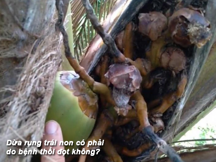Dừa bị rụng trái non có phải do bệnh thối đọt không?