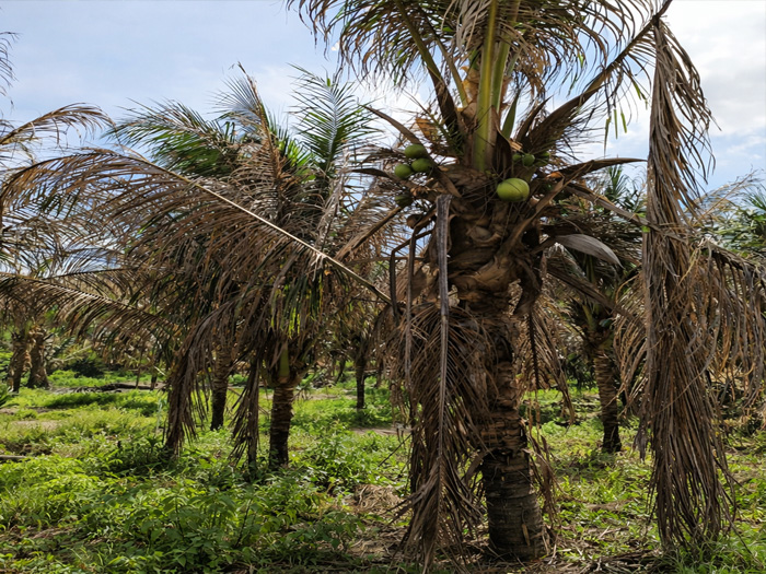 Cây dừa bị thối đọt có cứu được không hay phải đốn bỏ?