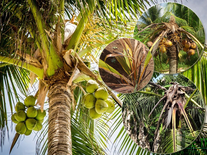 Đặc điểm nấm phytophthora palmivora gây bệnh thối đọt dừa là gì?