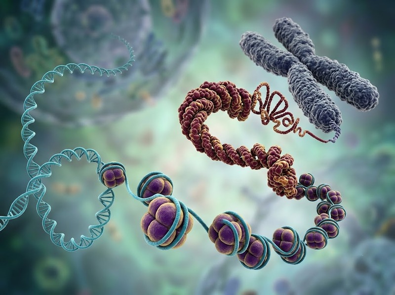 Nhiễm sắc thể và cách DNA được đóng gói, phân phối khi tế bào phân chia