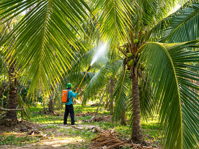 Phun thuốc trị thối đọt dừa gốc đồng hay sinh học tốt hơn?