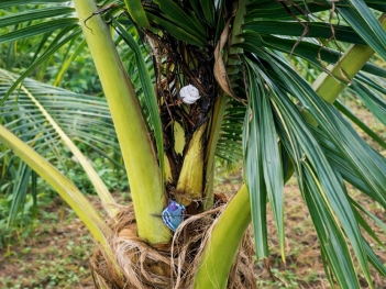 Bệnh thối đọt dừa là gì và dấu hiệu nhận biết sớm