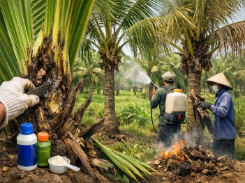 Cách trị thối đọt dừa hiệu quả theo từng mức độ bệnh