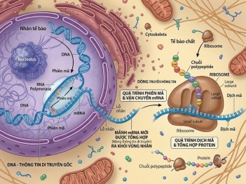 Dịch mã tổng hợp protein từ RNA như thế nào?