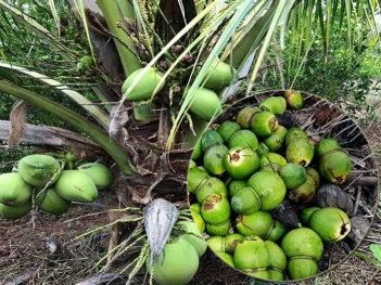 Dừa bị rụng trái non có phải do bệnh thối đọt không?