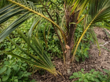 Cây dừa bị thối đọt có cứu được không hay phải đốn bỏ?