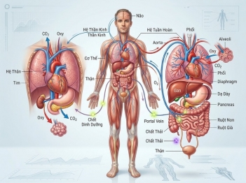 Các cơ quan trong hệ cơ quan phối hợp như thế nào?