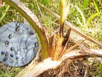 Đặc điểm nấm phytophthora palmivora gây bệnh thối đọt dừa là gì?