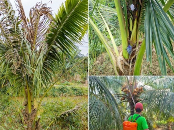 Phun thuốc trị thối đọt dừa gốc đồng hay sinh học tốt hơn?