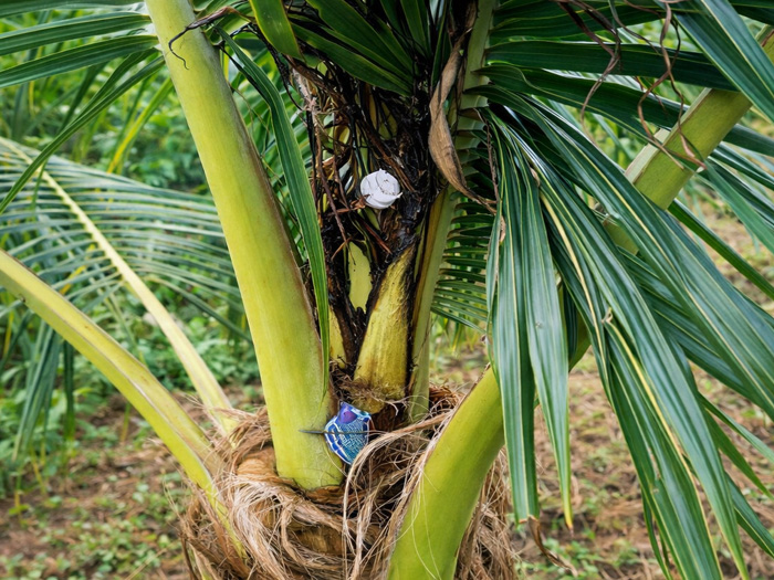 bệnh thối đọt dừa