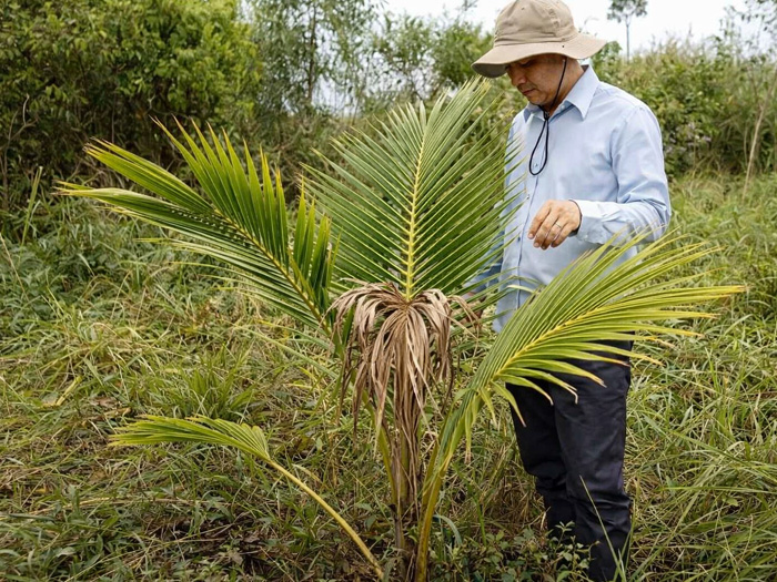 cây dừa bị cháy đọt