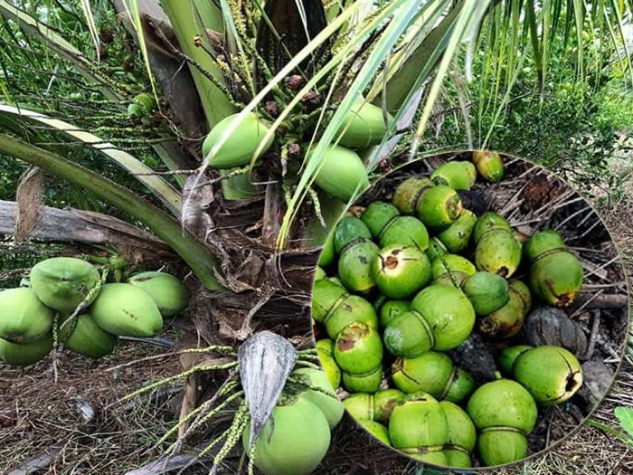 dừa bị rụng trái non