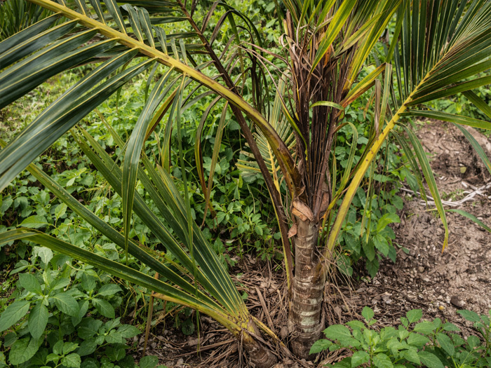 dừa bị thối đọt